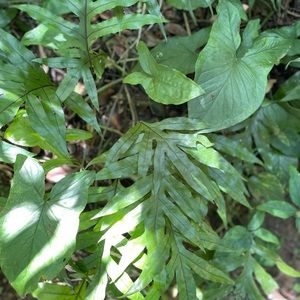 Meet your Posher, Adrianne